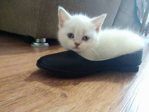 Котята британские в Новокузнецке фото 12
