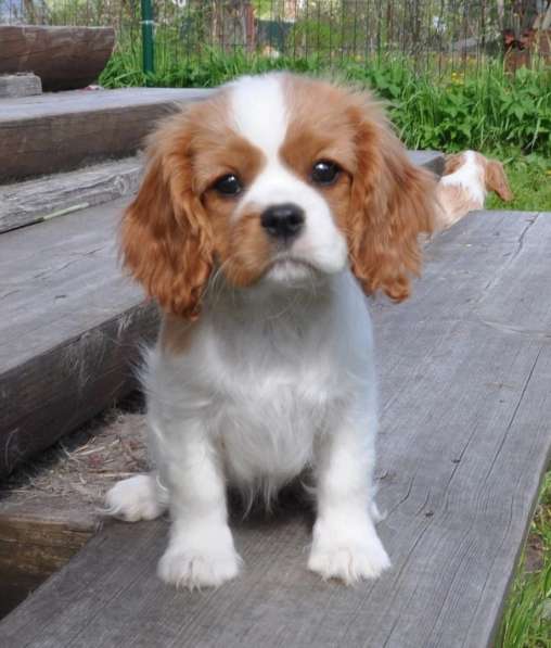 Puppy Cavalier King Charles Spaniel в фото 3