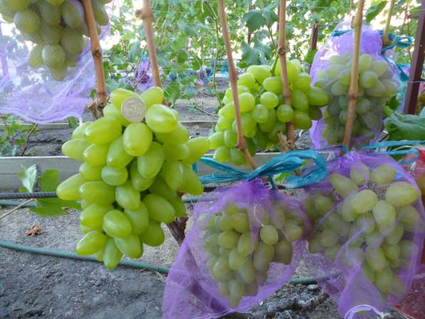 Принимаю заказы на вегетирующие саженцы винограда в Воронеже фото 5