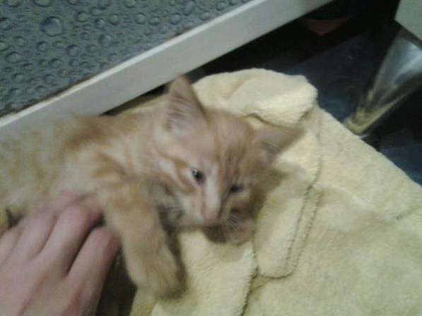 Рыжая ласковая девочка в Москве