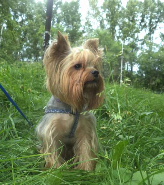 Йоркширский терьер. вязка