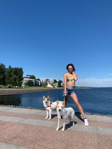 Белая пушистая компактная собачка в Санкт-Петербурге фото 3