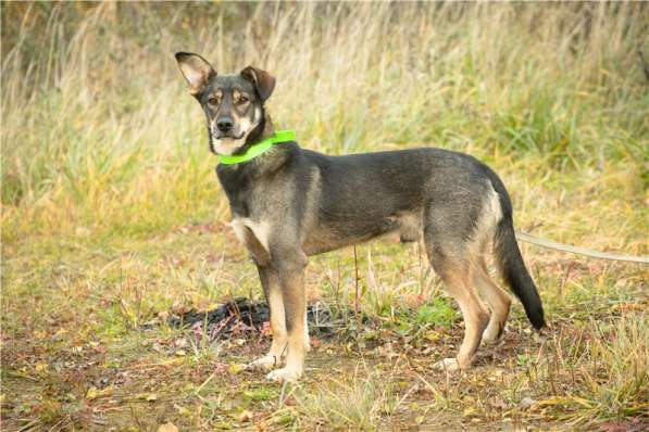 Грэй &ndash; веселый, активный парень ищет дом в Москве фото 5
