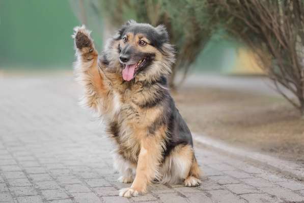 Марта ищет хозяина в Москве фото 3