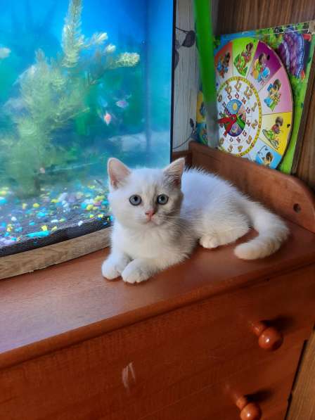 Шотландские котята в Краснодаре фото 3