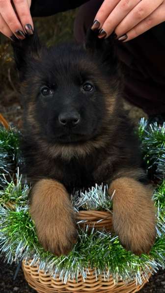 Щенки немецкой овчарки с документами, чистокровные в Москве фото 4