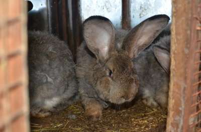 Кролики Гиганты в Иркутске фото 4