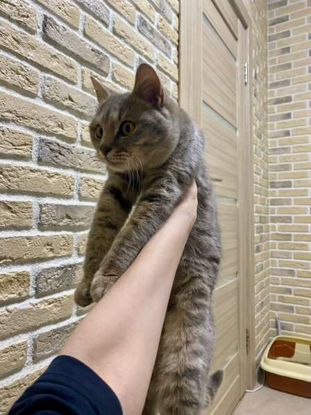 Отдам котика в добрые руки в Москве