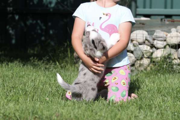 Вельш корги кардиган-мальчик в Москве фото 6