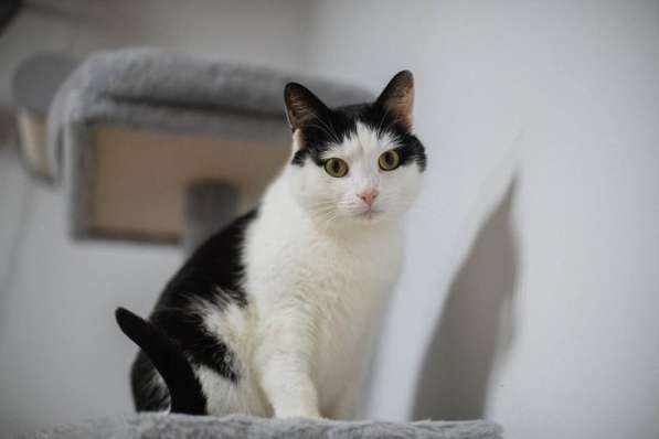 Ласковый котик Джон ищет семью в Москве фото 4