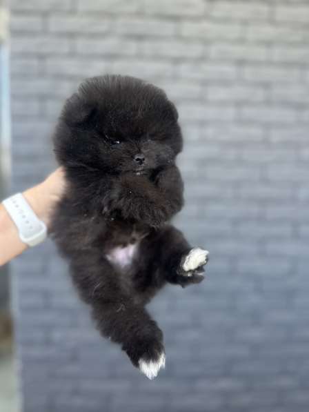 Щенок шпица в 