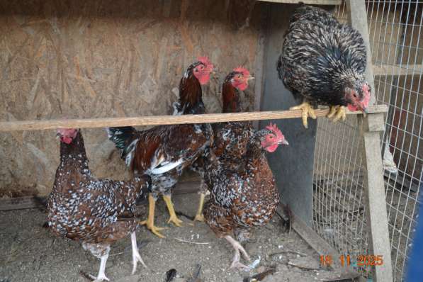 Продам породистых петушков в фото 3