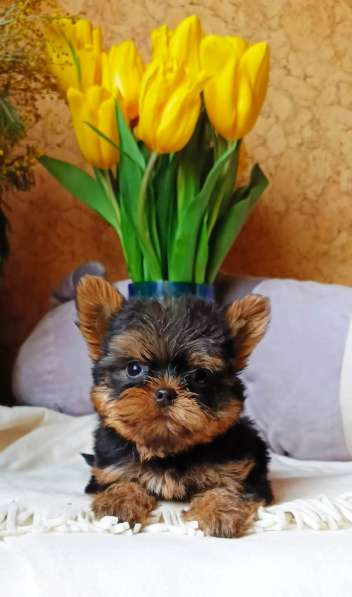 Маленький мальчик йорк