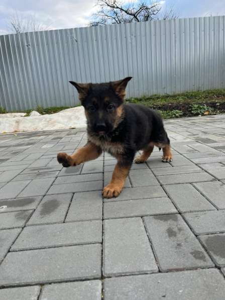 Немецкая овчарка, щенок в Липецке фото 6