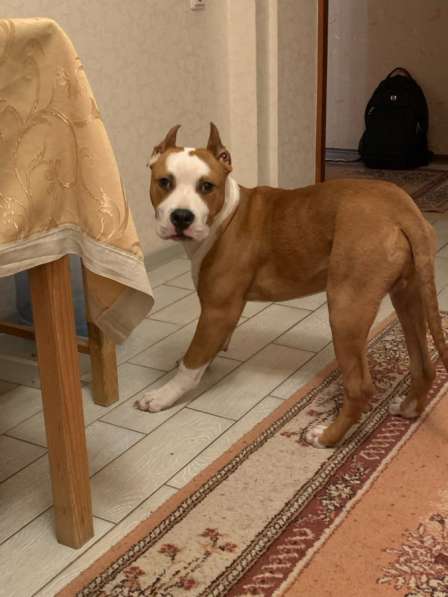 Найдена собака, щенок в Ростове-на-Дону фото 4