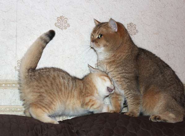 Британский кот золотого окраса