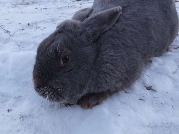 Продам кроликов в Красноярске фото 4