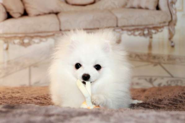 Щенки померанского шпица в Москве фото 3