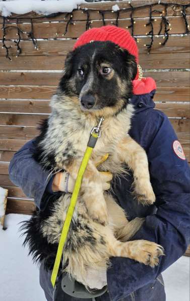 Небольшая деловая собачка в Санкт-Петербурге