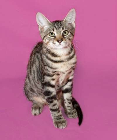 подросток Тигра очень хочет домой! в Санкт-Петербурге фото 6