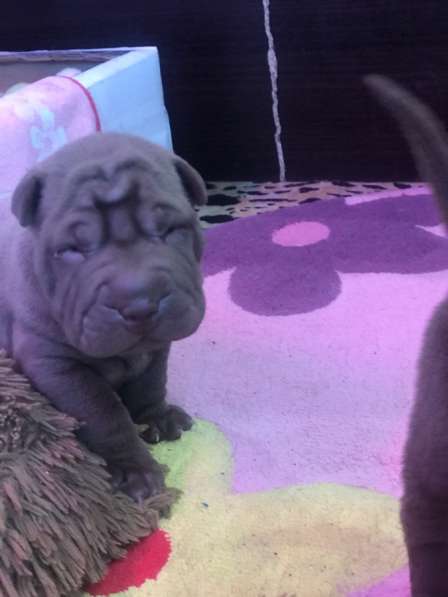 Продам щенков шарпая в Москве фото 6