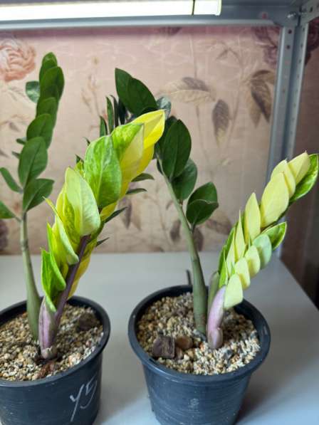 Продам замиокулькасы в Новокузнецке фото 5