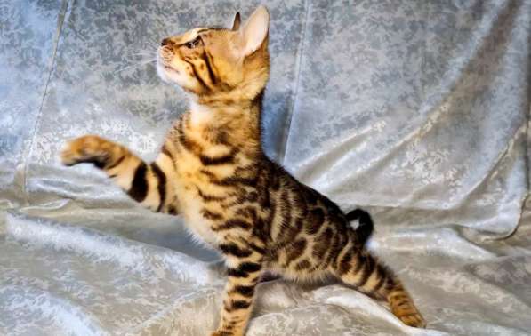 Бенгальские котята в фото 4