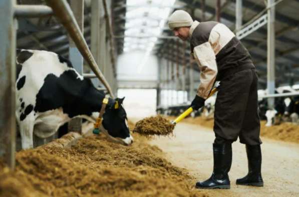 Скотник на ферму КРС