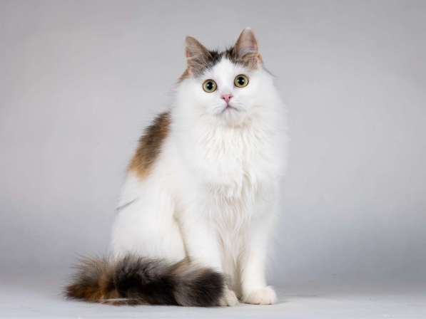 Молодая сибирская трехцветная кошечка Зая в дар в Москве фото 5