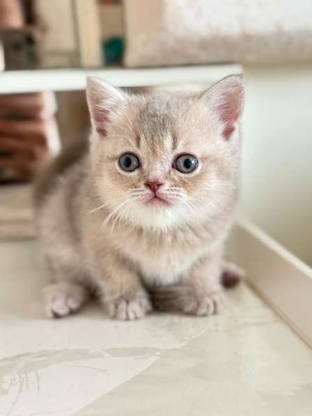 Шотландские котята 3 тысячи