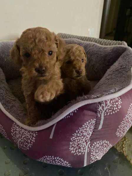 Щенки Той-Пуделя 05.11.25г