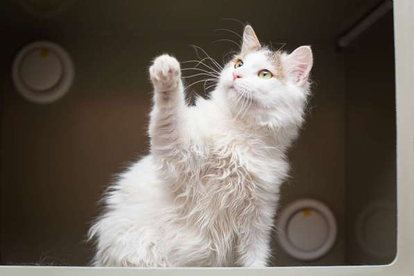 Ласковый красавчик Милош в самые добрые руки! в Москве фото 5