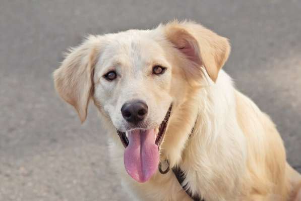 Ищет дом чудесный пес Арни в Москве фото 11