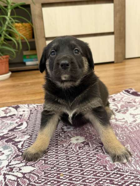 Щенки, отдаем даром, в добрые руки в Тольятти фото 10