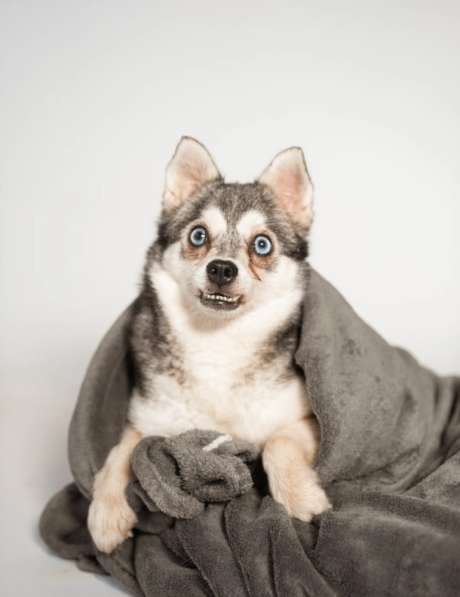 Аляскинский кли-кай Волчек в добрые руки