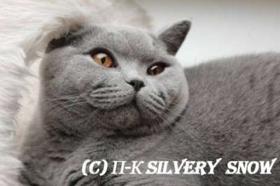 Британские котята питомника Silvery Snow