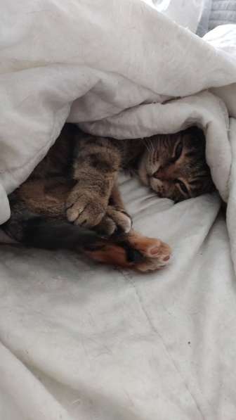 Кошка Яшка в добрые руки