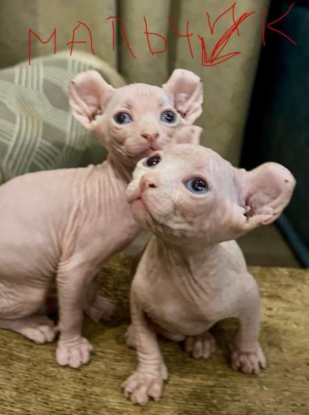 Котёнок сфинкс эльф