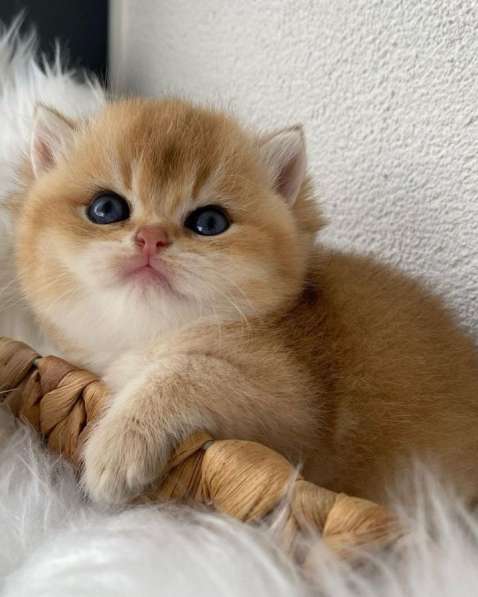Британский котенок в Краснодаре