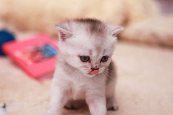 Котята шотландские вислоухие в фото 3