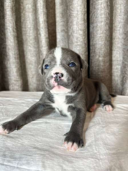 Кобели амстафф тяжёлый тип в Москве фото 7