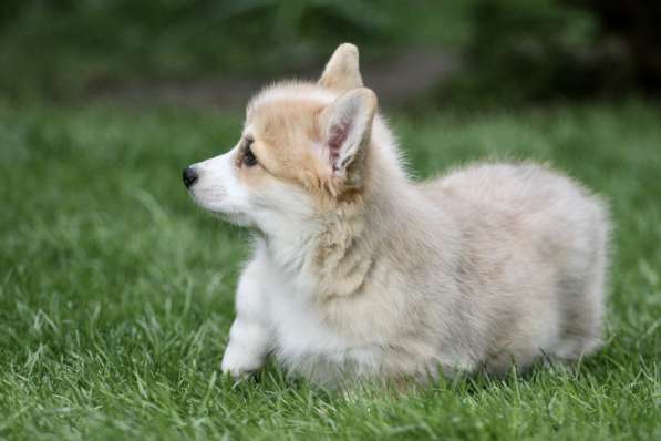 Вельш корги пемброк в Москве фото 5