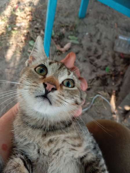 Котенок в дар в фото 4