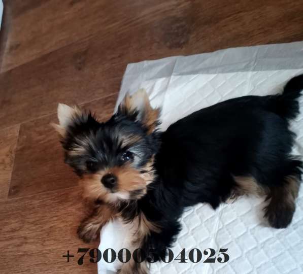 Миниатюрная девочка щенок йоркширский терьер