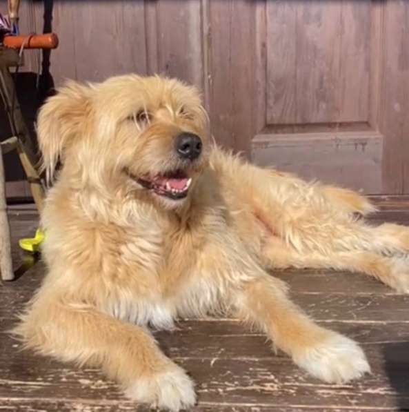 Замечательная Лиза в добрые руки