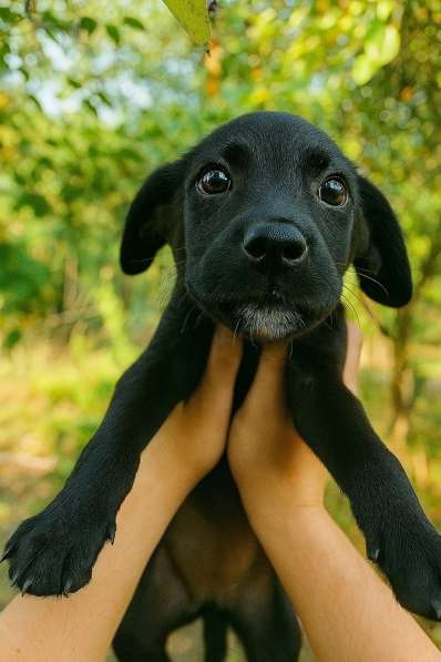 Два чудесных щеночка (девочки) ищут дом! в Москве фото 6