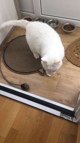 Срочно котик в дар в 