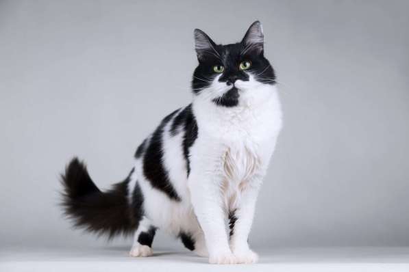 Большой добрый кот по имени Мальчик в Москве фото 8