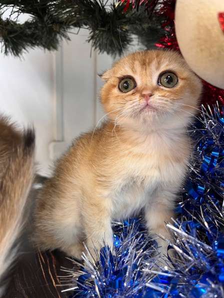 Британские котята купить в Краснодаре фото 5