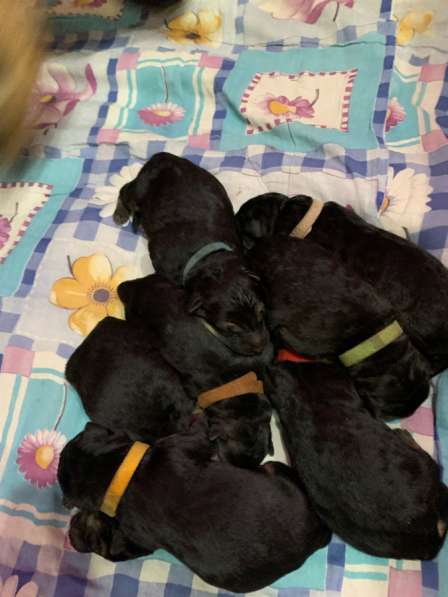 Бронь на щенят немецкой овчарки в Прокопьевске фото 4